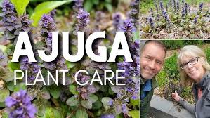 Attēlu rezultāti vaicājumam “Ajuga reptans flower”