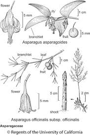 Attēlu rezultāti vaicājumam “Asparagus officinalis fruit”