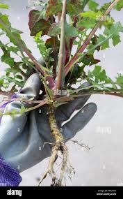 Attēlu rezultāti vaicājumam “Lactuca serriola”