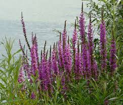 Image result for Lythrum salicaria