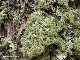 Attēlu rezultāti vaicājumam “Ramalina pollinaria”