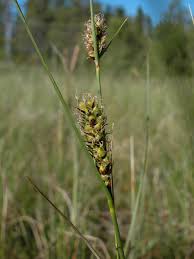Attēlu rezultāti vaicājumam “Carex lasiocarpa male flower”