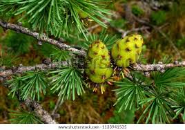 Attēlu rezultāti vaicājumam “Larix sibirica”