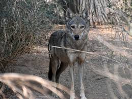 Image result for canis lupus arabs