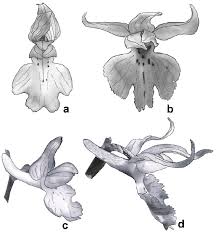 Attēlu rezultāti vaicājumam “Orchis mascula flower”