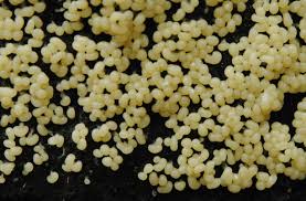 Attēlu rezultāti vaicājumam “Badhamia foliicola”