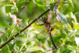 Attēlu rezultāti vaicājumam “Epitheca bimaculata”