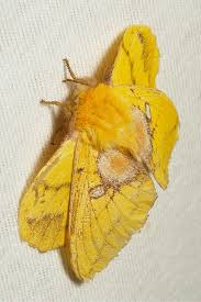 Attēlu rezultāti vaicājumam “Lasiocampidae”