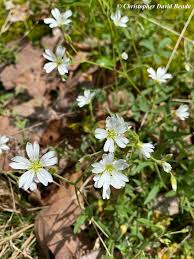Attēlu rezultāti vaicājumam “Cerastium arvense flower”