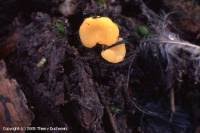 Attēlu rezultāti vaicājumam “Hymenoscyphus calyculus”