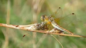 Attēlu rezultāti vaicājumam “Sympetrum flaveolum”