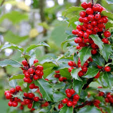 Attēlu rezultāti vaicājumam “Ilex x meserveae”