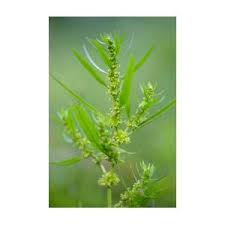 Attēlu rezultāti vaicājumam “Rumex maritimus”