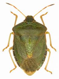 Attēlu rezultāti vaicājumam “Palomena prasina”