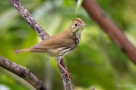 Image result for Seiurus aurocapilla