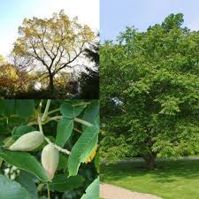 Attēlu rezultāti vaicājumam “Juglans mandshurica leaf”