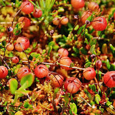 Attēlu rezultāti vaicājumam “Oxycoccus leaf”
