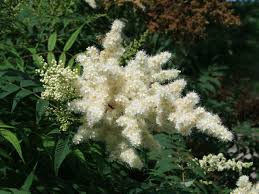 Attēlu rezultāti vaicājumam “Sorbaria sorbifolia flower”