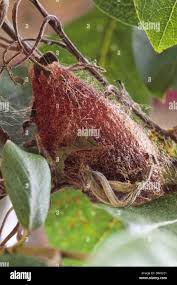 Attēlu rezultāti vaicājumam “Saturnia pavonia cocoon”