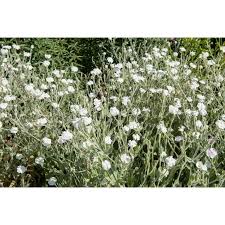 Image result for Lychnis coronaria alba