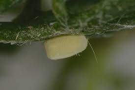 Attēlu rezultāti vaicājumam “Thetidia smaragdaria”