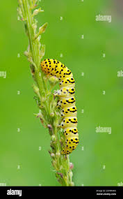 Attēlu rezultāti vaicājumam “Shargacucullia scrophulariae larva”