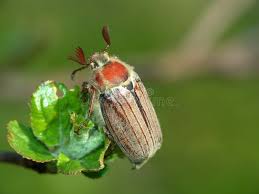 Attēlu rezultāti vaicājumam “Melolontha hippocastani”