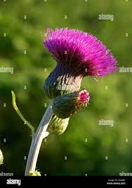 Attēlu rezultāti vaicājumam “Cirsium heterophyllum flower”