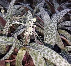 Attēlu rezultāti vaicājumam “Lycogala leopardinum sessile”
