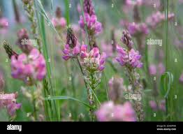 Attēlu rezultāti vaicājumam “Onobrychis arenaria fruit”