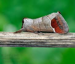 Attēlu rezultāti vaicājumam “Clostera curtula”