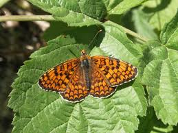 Attēlu rezultāti vaicājumam “Melitaea phoebe”
