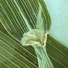 Attēlu rezultāti vaicājumam “Cinna latifolia fruit”