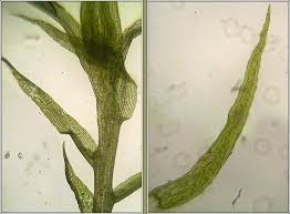 Attēlu rezultāti vaicājumam “Leptobryum pyriforme”
