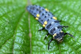 Attēlu rezultāti vaicājumam “Coccinella septempunctata larva”