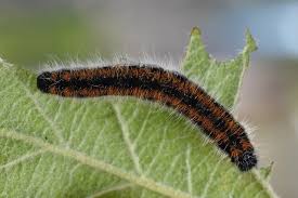 Attēlu rezultāti vaicājumam “Aporia crataegi pupa”