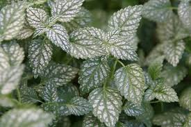 Attēlu rezultāti vaicājumam “Lamiastrum galeobdolon leaf”