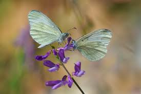 Attēlu rezultāti vaicājumam “Leptidea sinapis”