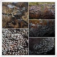 Attēlu rezultāti vaicājumam “Badhamia panicea”