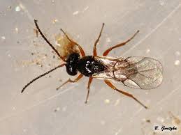 Attēlu rezultāti vaicājumam “Cynipidae”