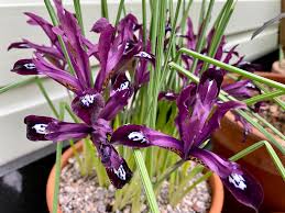 Attēlu rezultāti vaicājumam “Iris reticulata”