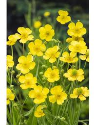 Attēlu rezultāti vaicājumam “Ranunculus lingua flower”