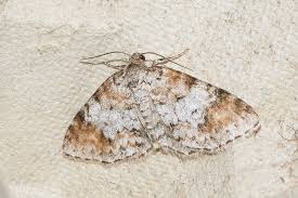 Attēlu rezultāti vaicājumam “Venusia blomeri”