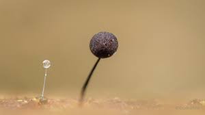 Attēlu rezultāti vaicājumam “Comatricha nigra spores”