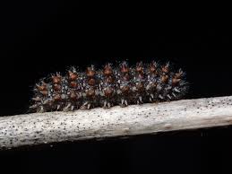 Attēlu rezultāti vaicājumam “Melitaea diamina underside”