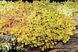 Attēlu rezultāti vaicājumam “Ptilidium pulcherrimum”