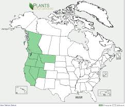 Image result for Agoseris major