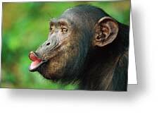 Attēlu rezultāti vaicājumam “Troglodytes troglodytes adult”