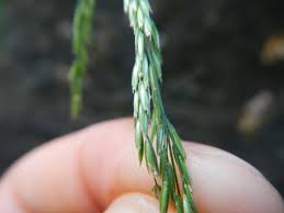 Attēlu rezultāti vaicājumam “Cinna latifolia”