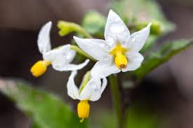 Attēlu rezultāti vaicājumam “Solanum nigrum flower”
